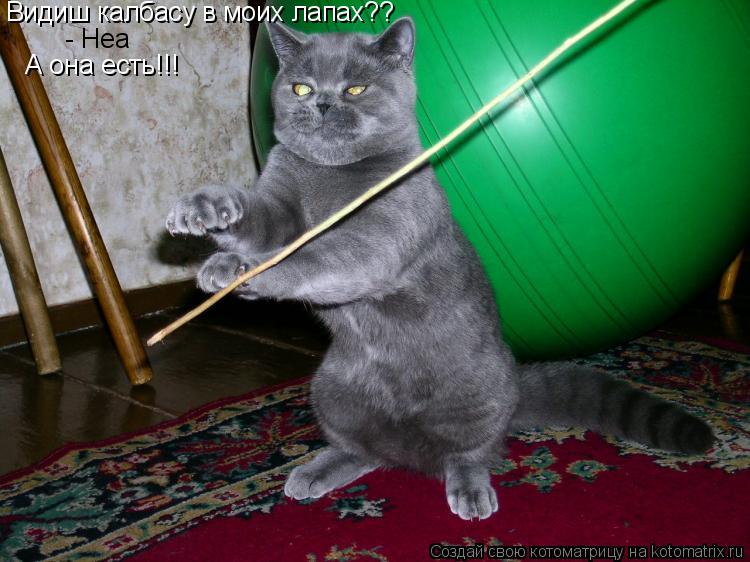 Котоматрица: Видиш калбасу в моих лапах?? - Неа А она есть!!!