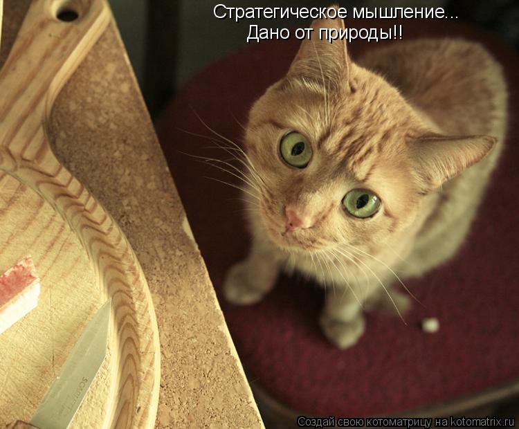 Котоматрица: Стратегическое мышление... Дано от природы!!