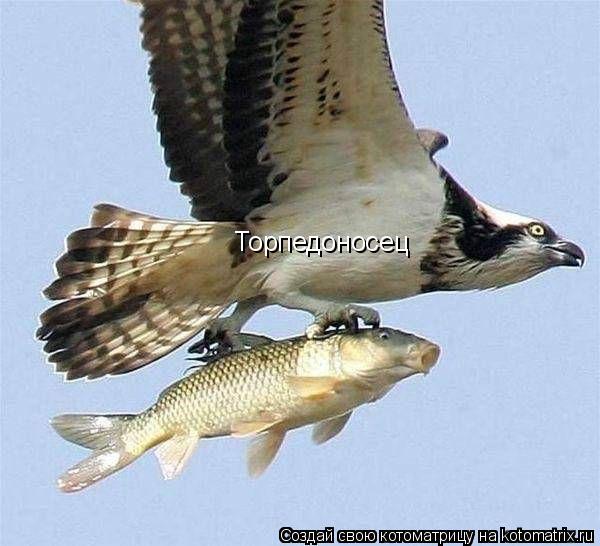 Торпедоносец... Котоматрица: Торпедоносец