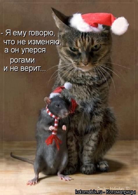 Котоматрица: - Я ему говорю,  что не изменяю, а он уперся рогами  и не верит...