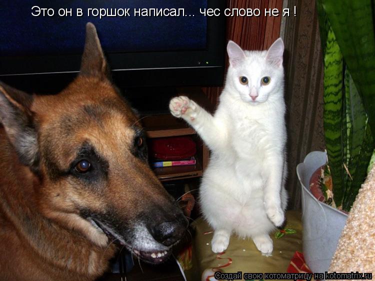 Котоматрица: Это он в горшок написал... чес слово не я !