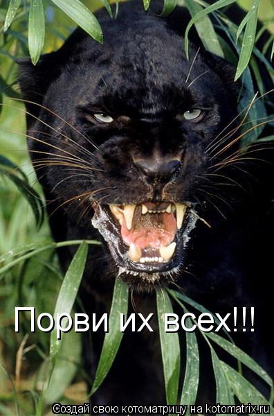 Котоматрица: Порви их всех!!!