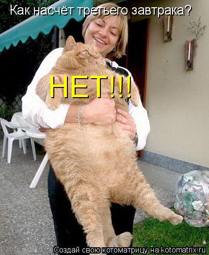 Как насчёт третьего завтрака? НЕТ!!!... Котоматрица: Как насчёт третьего завтрака? НЕТ!!!