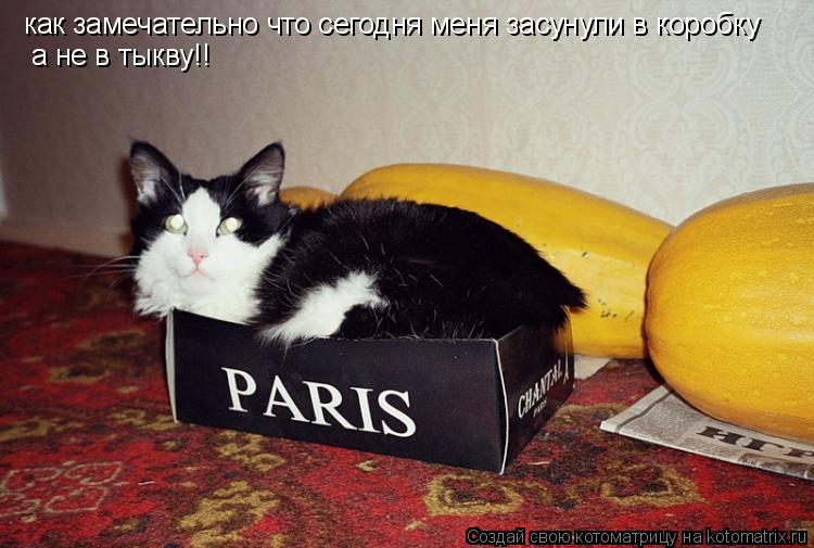 Котоматрица: как замечательно что сегодня меня засунули в коробку а не в тыкву!!