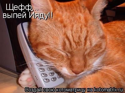 Котоматрица: Щефф... выпей Йяду!!