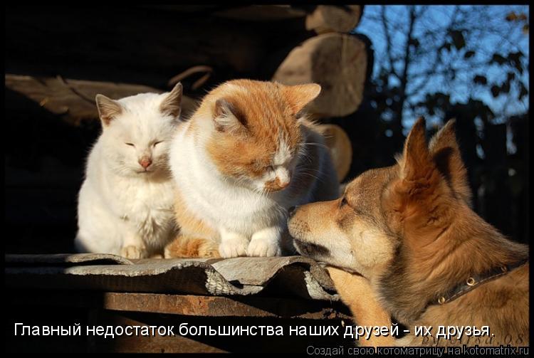 Котоматрица: Главный недостаток большинства наших друзей - их друзья.