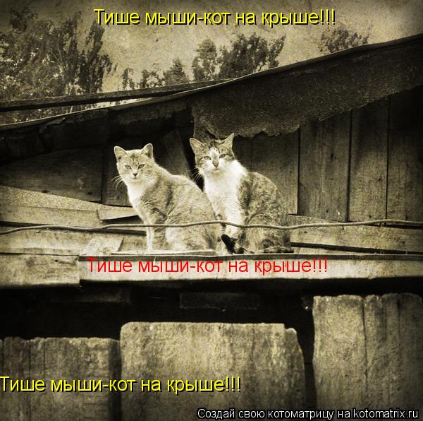 Котоматрица: Тише мыши-кот на крыше!!! Тише мыши-кот на крыше!!! Тише мыши-кот на крыше!!!