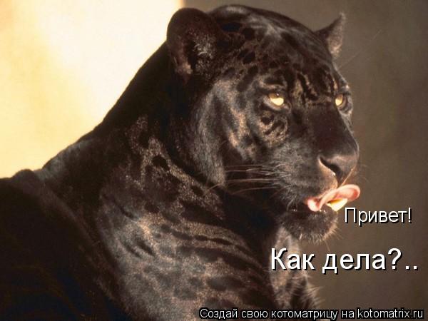 Котоматрица: Привет! Как дела?..