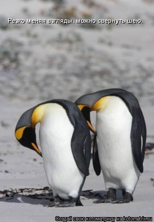 Резко меняя взгляды, можно свернуть шею.... Котоматрица: Резко меняя взгляды, можно свернуть шею.