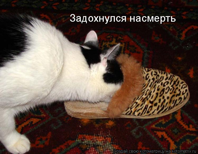 Задохнулся насмерть... Котоматрица: Задохнулся насмерть