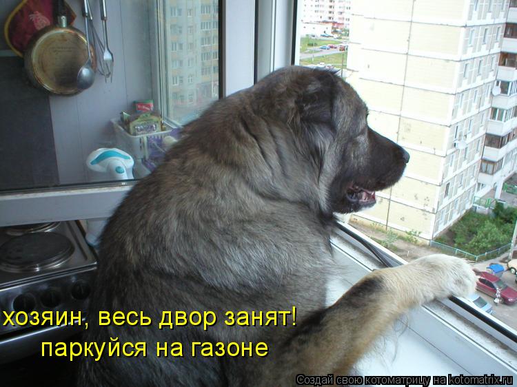 Котоматрица: хозяин, весь двор занят!  паркуйся на газоне