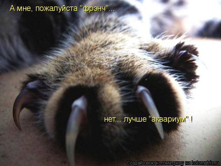 Котоматрица: А мне, пожалуйста "фрэнч"... нет... лучше "аквариум" !