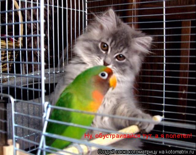 Котоматрица: Ну, обустраивайся тут, а я полетел!