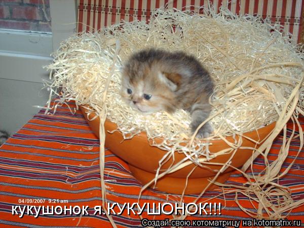 Котоматрица: кукушонок я.КУКУШОНОК!!!