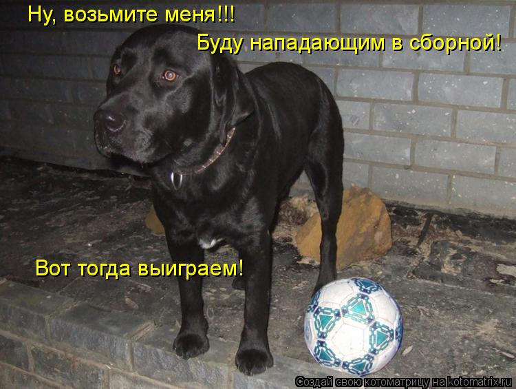 Ну, возьмите меня!!! Буду нападающим в сборной! Вот тогда выиграем!... Котоматрица: Ну, возьмите меня!!! Буду нападающим в сборной! Вот тогда выиграем!