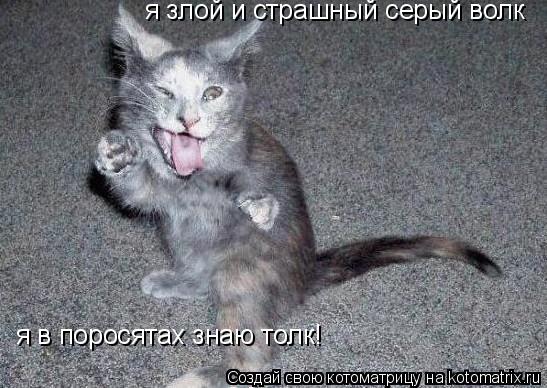 я злой и страшный серый волк я в поросятах знаю толк!... Котоматрица: я злой и страшный серый волк я в поросятах знаю толк!
