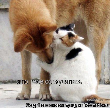 я по тебе соскучилась ...... Котоматрица: я по тебе соскучилась ...