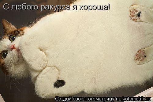 С любого ракурса я хороша!... Котоматрица: С любого ракурса я хороша!