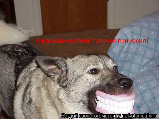 А раньше хозяину тапочки приносил!... Котоматрица: А раньше хозяину тапочки приносил!