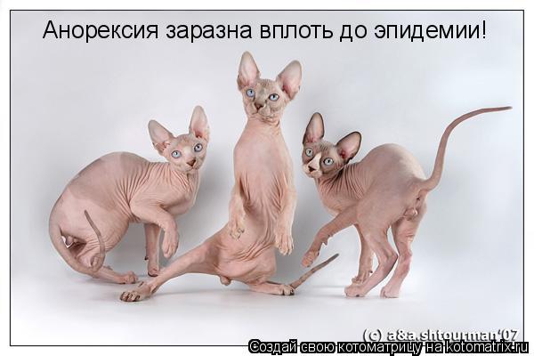 Анорексия заразна вплоть до эпидемии!... Котоматрица: Анорексия заразна вплоть до эпидемии!