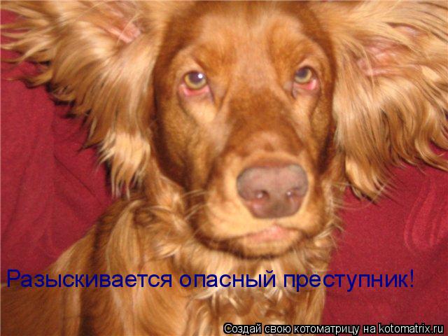 Разыскивается опасный преступник!... Котоматрица: Разыскивается опасный преступник!