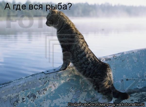 А где вся рыба?... Котоматрица: А где вся рыба?