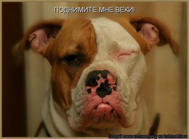 ПОДНИМИТЕ МНЕ ВЕКИ!... Котоматрица: ПОДНИМИТЕ МНЕ ВЕКИ!