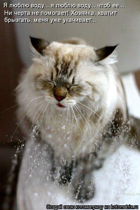 Котоматрица: Я люблю воду... я люблю воду... чтоб ее...  Ни черта не помогает! Хозяйка, хватит брызгать, меня уже укачивает...