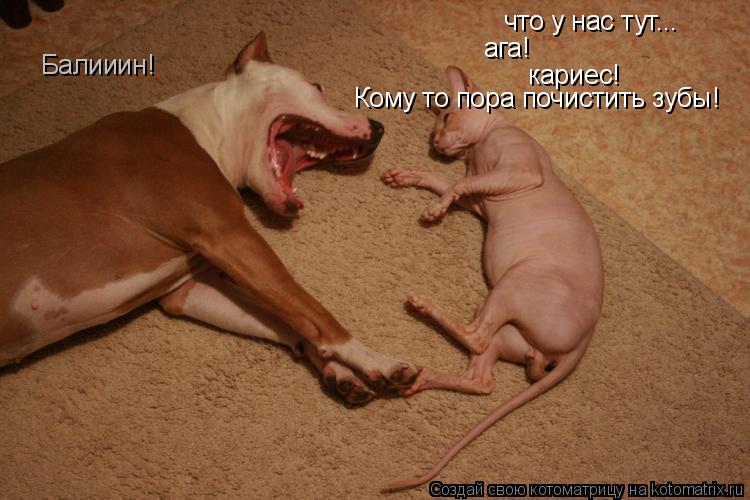 что у нас тут... ага! кариес! Кому то пора почистить зубы! Балииин!... Котоматрица: что у нас тут... ага! кариес! Кому то пора почистить зубы! Балииин!