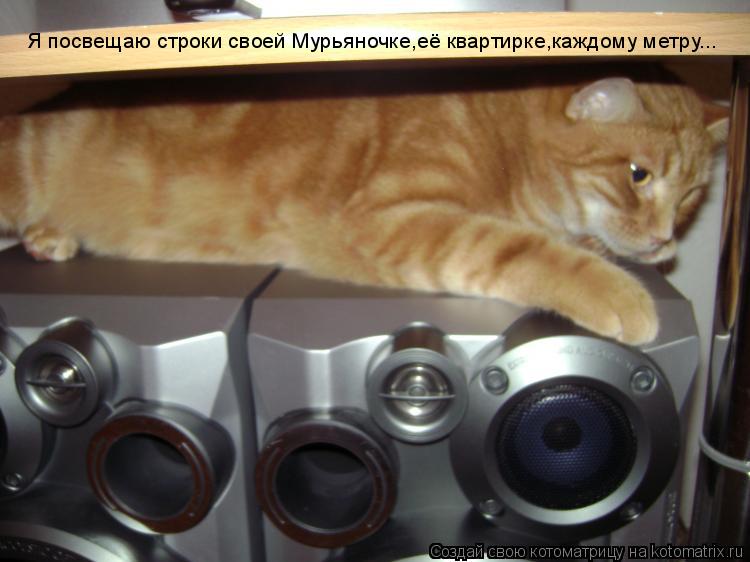 Я посвещаю строки своей Мурьяночке,её квартирке,каждому метру...... Котоматрица: Я посвещаю строки своей Мурьяночке,её квартирке,каждому метру...