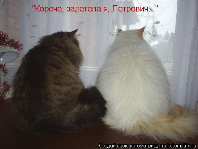 "Короче, залетела я, Петрович..."... Котоматрица: "Короче, залетела я, Петрович..."