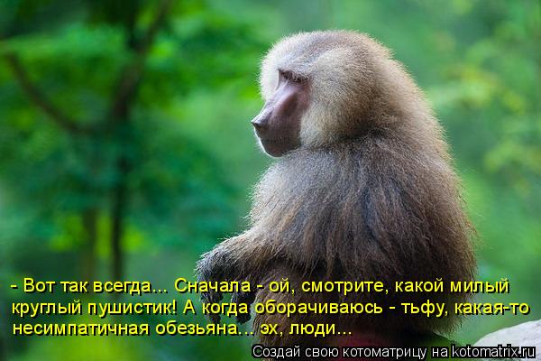 Котоматрица: - Вот так всегда... Сначала - ой, смотрите, какой милый  круглый пушистик! А когда оборачиваюсь - тьфу, какая-то несимпатичная обезьяна... эх, люд