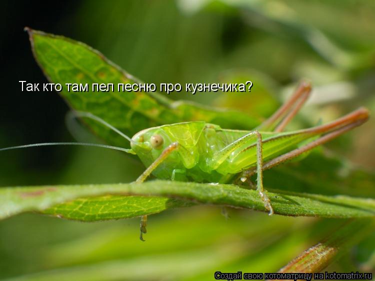 Так кто там пел песню про кузнечика?... Котоматрица: Так кто там пел песню про кузнечика?