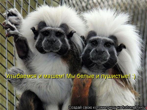 Улыбаемся и машем! Мы белые и пушистые! :)... Котоматрица: Улыбаемся и машем! Мы белые и пушистые! :)
