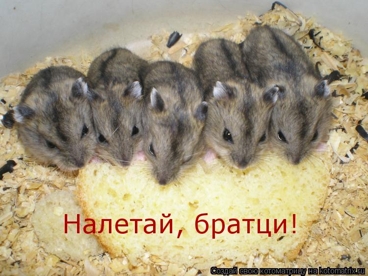 Налетай, братци!... Котоматрица: Налетай, братци!