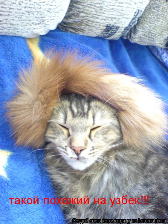такой похожий на узбек!!!... Котоматрица: такой похожий на узбек!!!