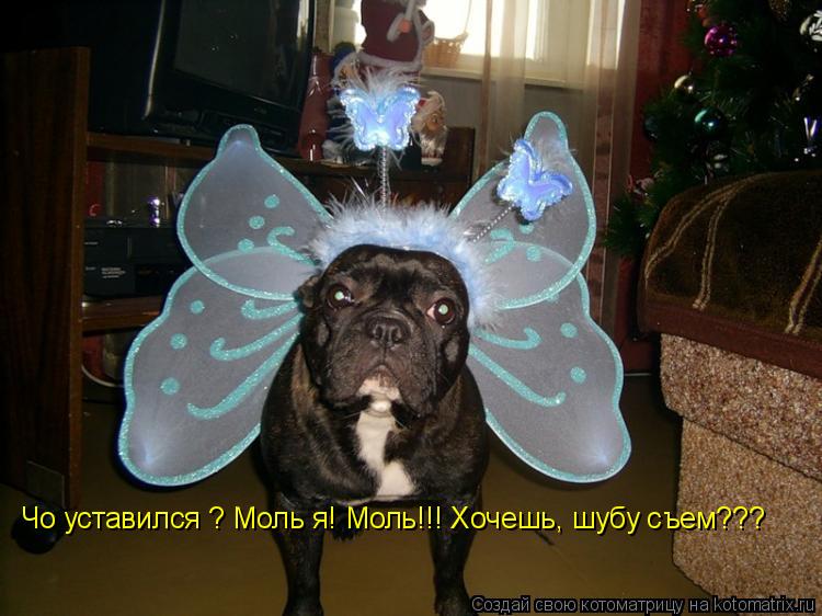 Чо уставился ? Моль я! Моль!!! Хочешь, шубу съем???... Котоматрица: Чо уставился ? Моль я! Моль!!! Хочешь, шубу съем???