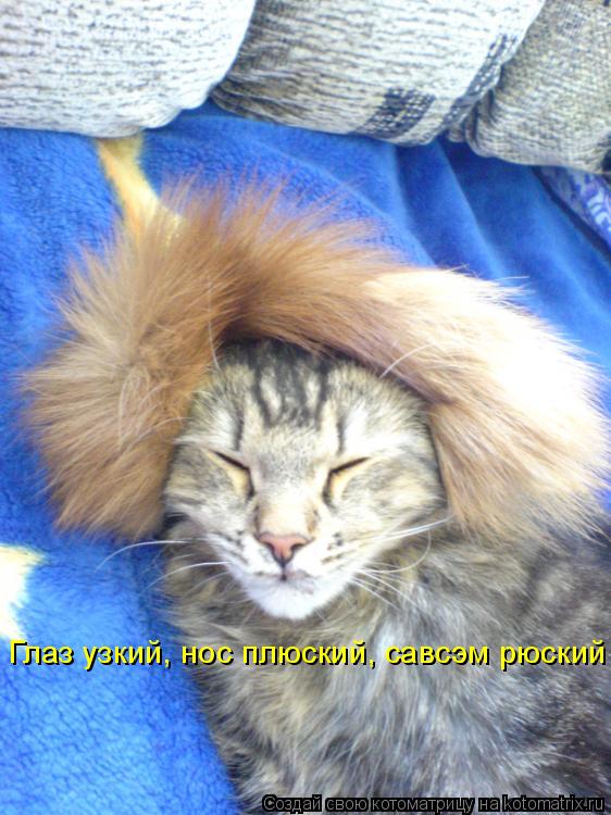 Глаз узкий, нос плюский, савсэм рюский... Котоматрица: Глаз узкий, нос плюский, савсэм рюский
