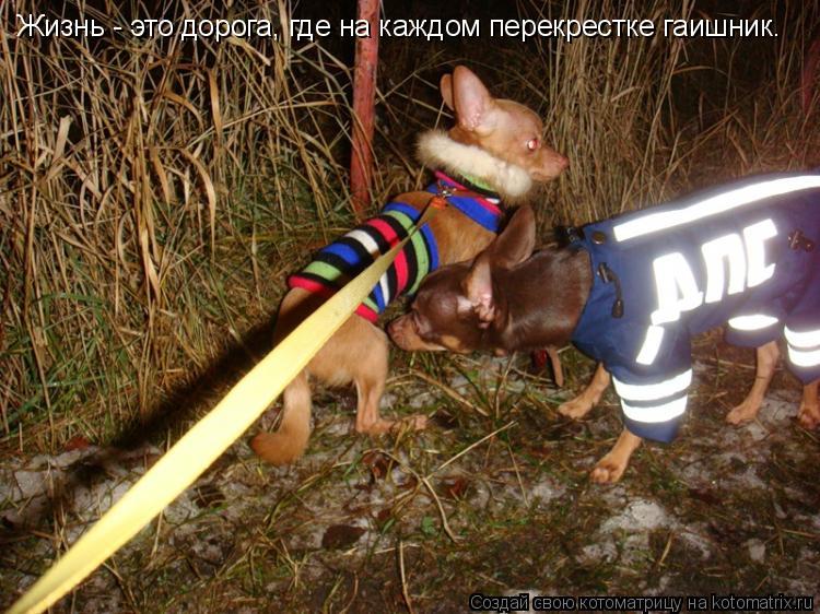 Жизнь - это дорога, где на каждом перекрестке гаишник.... Котоматрица: Жизнь - это дорога, где на каждом перекрестке гаишник.