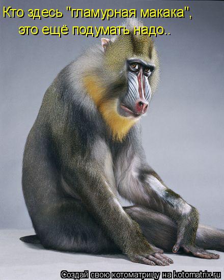 Кто здесь "гламурная макака", это ещё подумать надо..... Котоматрица: Кто здесь "гламурная макака", это ещё подумать надо..