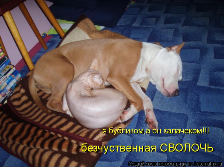 я бубликом,а он калачеком!!! безчуственная СВОЛОЧЬ... Котоматрица: я бубликом,а он калачеком!!! безчуственная СВОЛОЧЬ