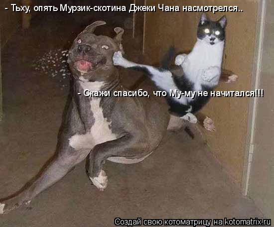 - Тьху, опять Мурзик-скотина Джеки Чана насмотрелся.. - Скажи спасибо, что Му-му не начитался!!!... Котоматрица: - Тьху, опять Мурзик-скотина Джеки Чана насмотрелся.. - Скажи спасибо, что Му-му не начитался!!!