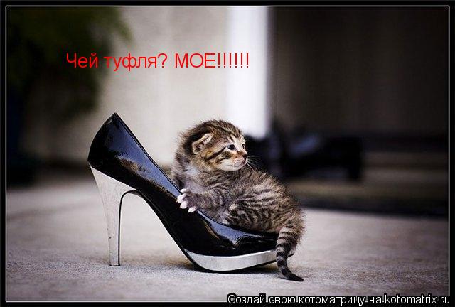 Чей туфля? МОЕ!!!!!!... Котоматрица: Чей туфля? МОЕ!!!!!!