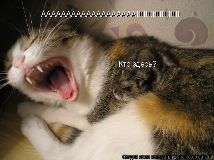 ААААААААААААААААААА!!!!!!!!!!!!!!!!!!! Кто здесь?... Котоматрица: ААААААААААААААААААА!!!!!!!!!!!!!!!!!!! Кто здесь?