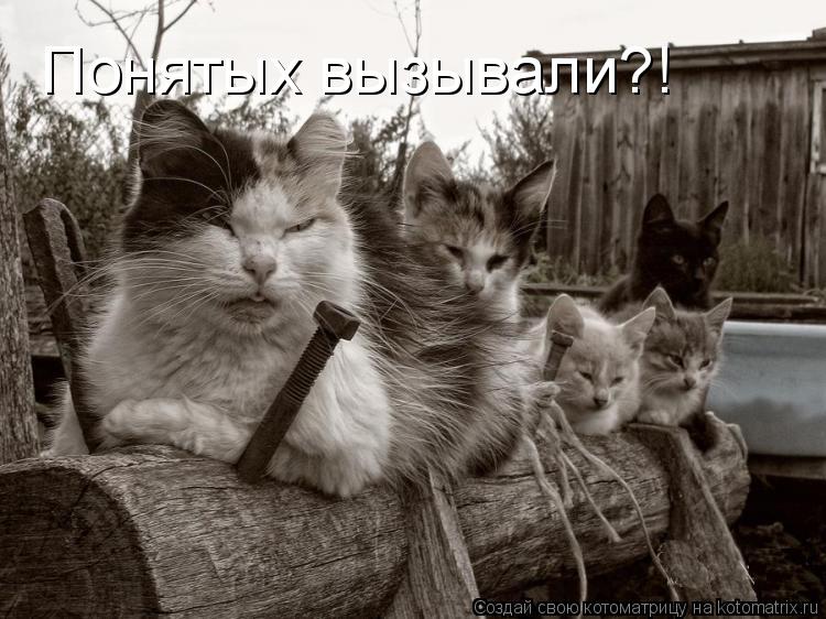Котоматрица: Понятых вызывали?!