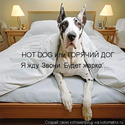 HOT DOG или ГОРЯЧИЙ ДОГ Я жду. Звони. Будет жарко....... Котоматрица: HOT DOG или ГОРЯЧИЙ ДОГ Я жду. Звони. Будет жарко....