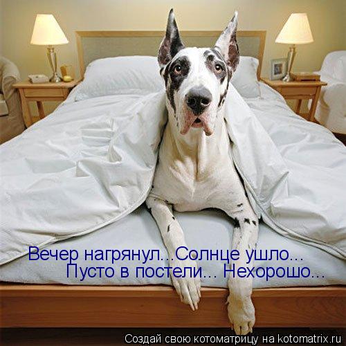 Вечер нагрянул...Солнце ушло... Пусто в постели... Нехорошо...... Котоматрица: Вечер нагрянул...Солнце ушло... Пусто в постели... Нехорошо...