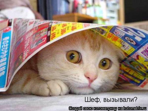 Шеф, вызывали?... Котоматрица: Шеф, вызывали?