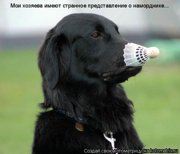 Мои хозяева имеют странное представление о наморднике...... Котоматрица: Мои хозяева имеют странное представление о наморднике...