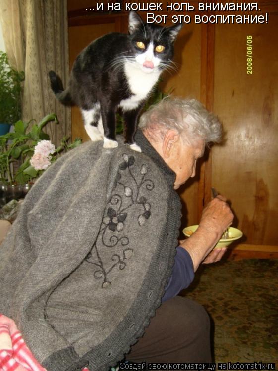 ...и на кошек ноль внимания. Вот это воспитание!... Котоматрица: ...и на кошек ноль внимания. Вот это воспитание!